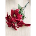 Crăciunițe bordo la buchet 50cm